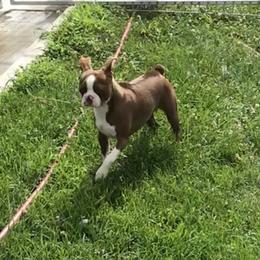 Scarlett - Boston Terrier