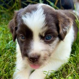 Sweet Tea - Red merle female Miniature Australian Shepherd puppy in Clarksville, Tennessee from Southern Oak Pups
