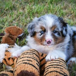 Australian Shepherd Puppies from Mott Ranch - Blazin' Sun Aussies