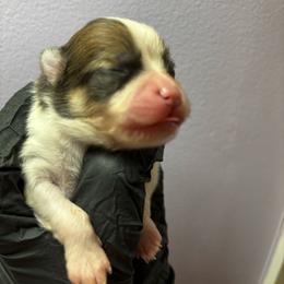 Grinch - Cream sable parti male Pomeranian puppy in Douglas, Massachusetts from Country Oak Poms LLC