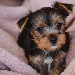 "Tessa" Yorkshire Terrier Puppies from Sharon Gellerman's Yorkshire Terriers