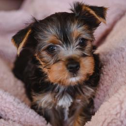"Tessa" Yorkshire Terrier Puppies from Sharon Gellerman's Yorkshire Terriers