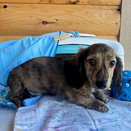 Danny - Brindle male Dachshund puppy in Cherry Tree, Oklahoma from Peavine Creek Dachshunds