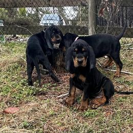 Black and Tan Coonhound Puppies from Bridget Taylor- MiOwn Hounds