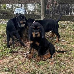 Black and Tan Coonhound Puppies from Bridget Taylor- MiOwn Hounds