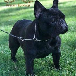 French Bulldogs from CREME DE LA CREME FRENCH BULLDOGS