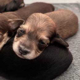 Fig - Cream female Dachshund puppy in Woodville, Wisconsin from Dairyland Dachshunds