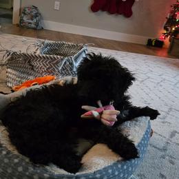 Cavapoo, Cockapoo, Goldendoodle, and Maltipoo Puppies from Perdue Puppies