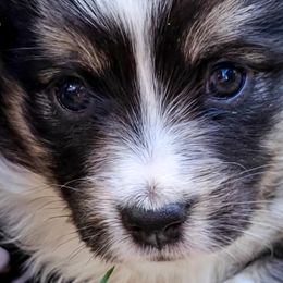 Australian Shepherds, Miniature Australian Shepherds, and Toy Australian Shepherds from Within The Nile Aussies LLC