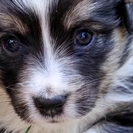 Australian Shepherds, Miniature Australian Shepherds, and Toy Australian Shepherds from Within The Nile Aussies LLC