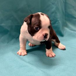 Lily - Black and white female Boston Terrier puppy in Kingsport, Tennessee from Dreamweaver Bostons