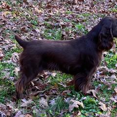 Field Spaniel All Grown Up from Catera Field Spaniels