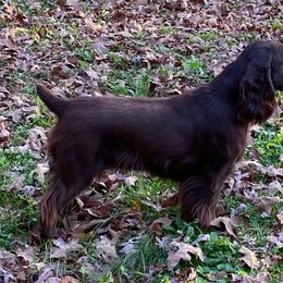 Field Spaniel All Grown Up from Catera Field Spaniels