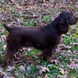 Field Spaniel All Grown Up from Catera Field Spaniels