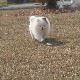Spot - Chocolate parti male Pomeranian puppy in Andrews, South Carolina from Purple Diamonds Kennel