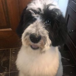 Nola - Goldendoodle