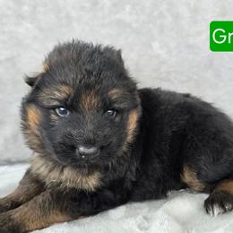 Boy 1 - Black and red male German Shepherd puppy in Sumner, Iowa from Vom Wilke Kennels