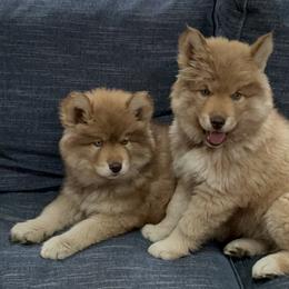 Siberian Husky Puppies from Addison Grove Huskies