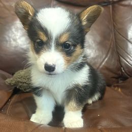 Buffy - Black and white female American Corgi puppy in Paradise, Texas from Bar S Corgis