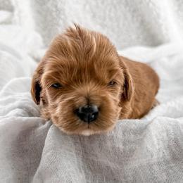 BlackBerry - Red  female Goldendoodle puppy in Russell Springs, Kentucky from Milk & Honey Doodles