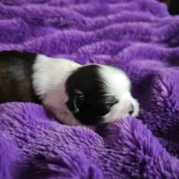 Boy 1 - Black and white male Shih Tzu puppy in Little Falls, Minnesota from Tough Shih
