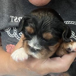 Boy 3 - Black and tan male Cavalier King Charles Spaniel puppy in Morriston, Florida from Cutesy Cavaliers