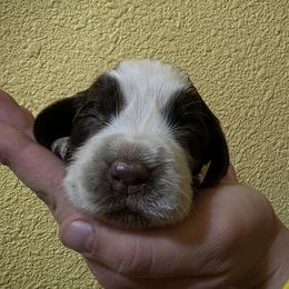 Hoku - Liver white and roan male English Springer Spaniel puppy in Florida from Thunderbird Springers