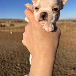 Pixie's cream boy 3 - Lilac male Boston Terrier puppy in Yakima, Washington from Barnett’s AKC Boston Terriers
