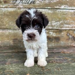 Janet - Parti female Miniature Schnauzer puppy in Clover, South Carolina from Bobo’s Babies Kennels