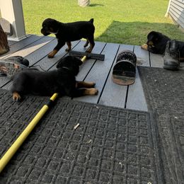 German Shepherd and Rottweiler Puppies from Von Der Hügelspitze