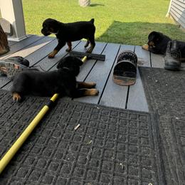 German Shepherd and Rottweiler Puppies from Von Der Hügelspitze
