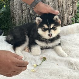 Pomsky Puppies from Lake in the hills Pomskies