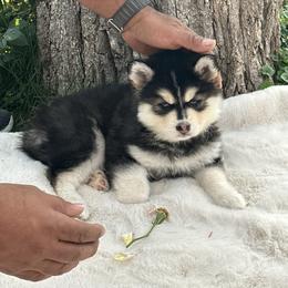 Pomsky Puppies from Lake in the hills Pomskies