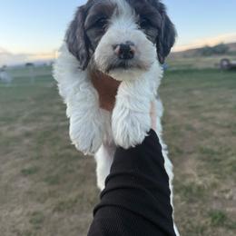 Light Grey - Parti male Springerdoodle puppy in Clifton, Idaho from Little Mountain Springers, Springerdoodles & Poodles