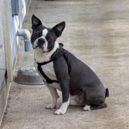 Levi - Boston Terrier