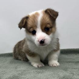 Lincoln - Sable male Pembroke Welsh Corgi puppy in Waco, Texas from The Comma Corgis