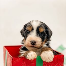 Sweet Potato - Tri-color female Bernedoodle puppy in Hudson, Indiana from TurkeyCreek-K9