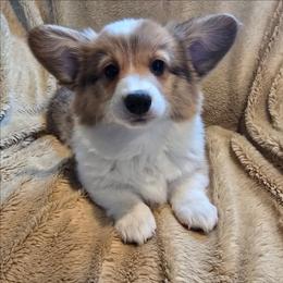 Cocoa - Red female Pembroke Welsh Corgi puppy in Hebron, Kentucky from The Clever Corgi