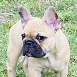 Chloe - French Bulldog