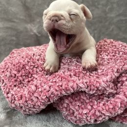 French Bulldog Puppies from Cali Rooted Bullyz