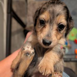 Mickey - Dapple male Dachshund puppy in Unadilla, Georgia from Hamsley's Puppy Palace