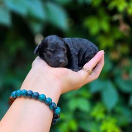 Obsidian - Black and white male Aussiedoodle puppy in Centreville, Mississippi from Trin's Designer Doodles