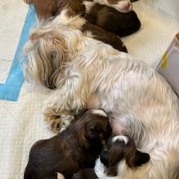 Shih Tzus from 307 ShihTzus