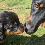 Olive green - Black and tan male Beauceron puppy in Strafford, New Hampshire from WildGoose Beaucerons