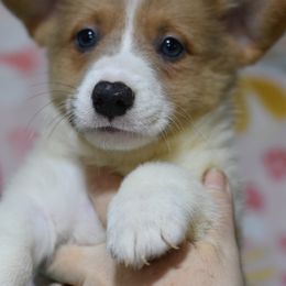 American Corgi, Cane Corso, Pembroke Welsh Corgi, and Rhodesian Ridgeback Puppies from Diamondcrest Inc