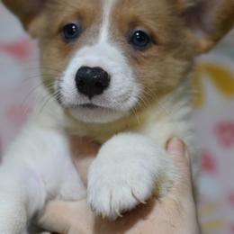 American Corgi, Cane Corso, Pembroke Welsh Corgi, and Rhodesian Ridgeback Puppies from Diamondcrest Inc