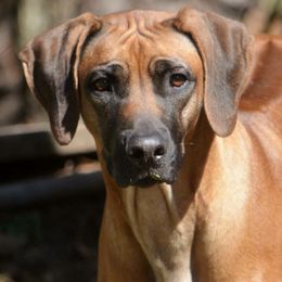 Rhodesian Ridgeback All Grown Up from Aariel Ridgebacks