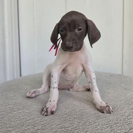 Pink Girl - Liver and white female German Shorthaired Pointer puppy in Nampa, Idaho from Heart Mountain Cavaliers & Floating Feathers Kennel
