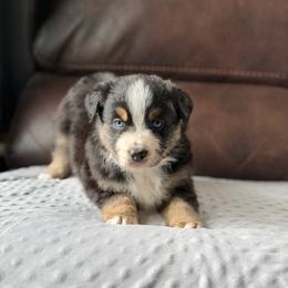 Sunday - Black tri male Miniature Australian Shepherd puppy in Cody, Wyoming from Quartz Creek Aussies