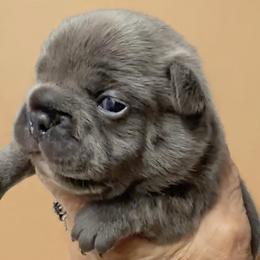 Joanie - Blue female French Bulldog puppy in Clifton, Texas from Blue Ribbon French Bulldogs